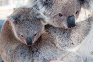 Flüge nach Cairns: Abtauchen in Australiens schönste Natur